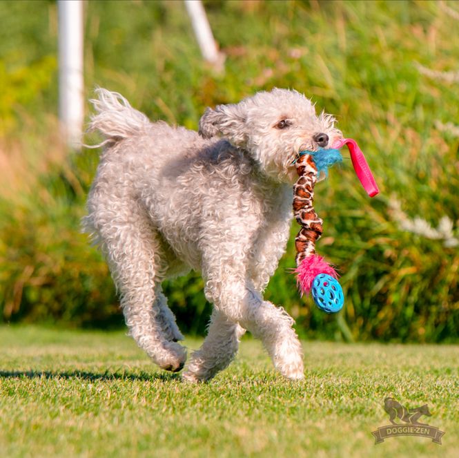 Hovedbilde Elastisk Hol-ee football knitrekampis, mini