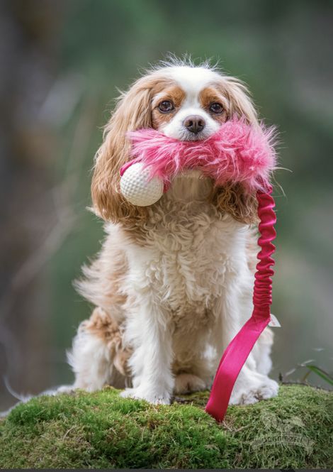 Hovedbilde Elastisk fuskpelskampis med Orbee Tuff Golf Ball