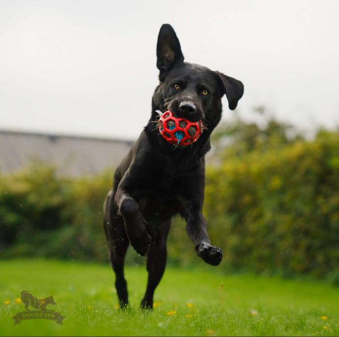 Hovedbilde Elgpip till Hol-ee-leksaker S