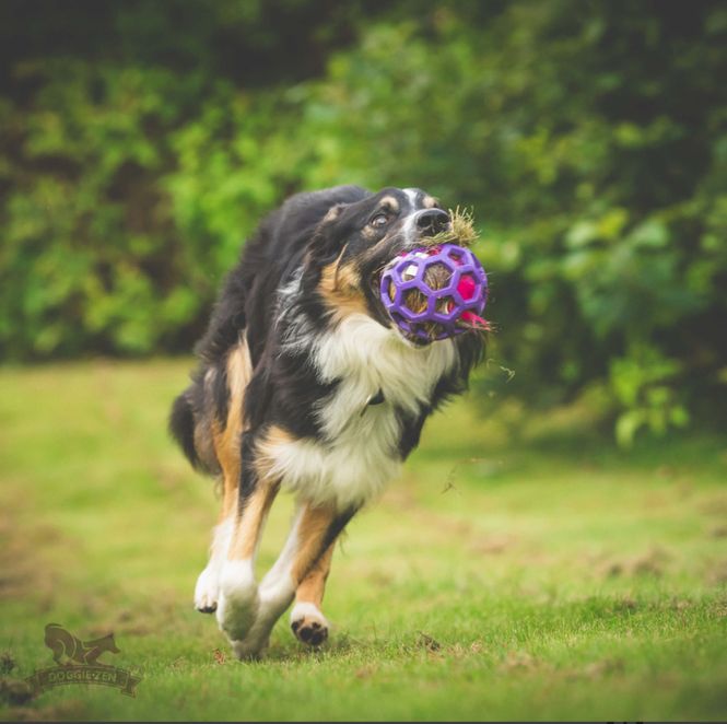 Hovedbilde Hjorteprassel till Hol-ee-leksaker str M