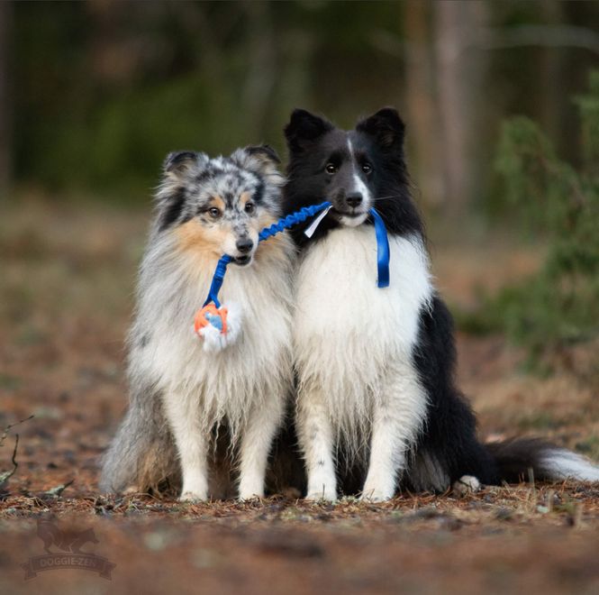 Hovedbilde Elastisk Chuckit Air-kampis S med kanin og pip