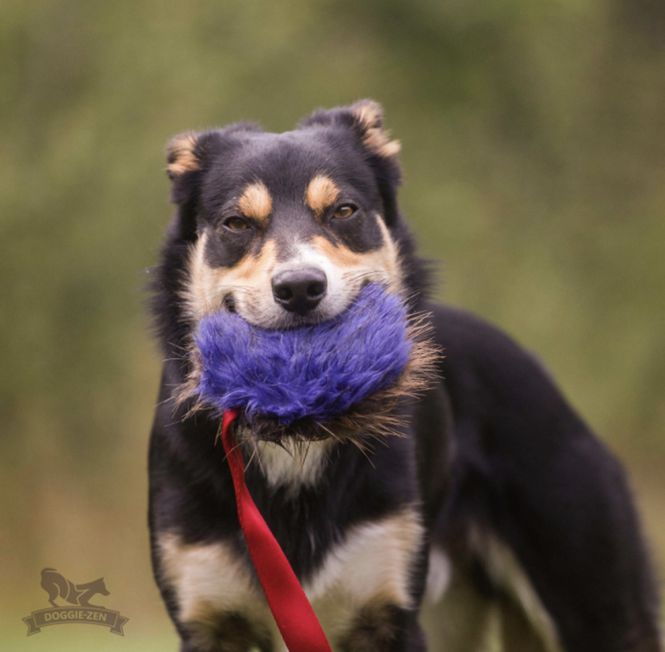Hovedbilde Bäverprasseljagare 